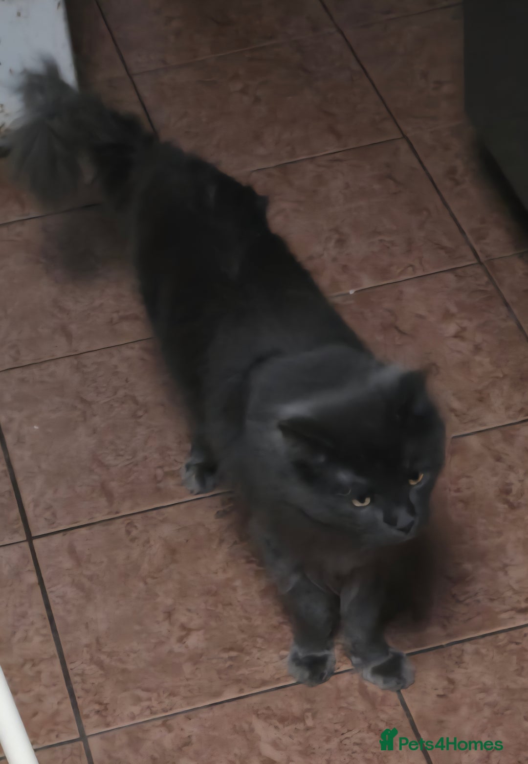 Maine Coon cats for sale: Giant maine coon kittens for sale  - Advert 16