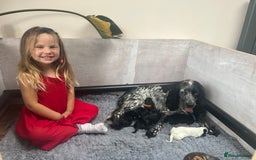Cocker Spaniel dogs for sale: Beautiful Working Cocker Spaniel Puppies for Sale - Image 5