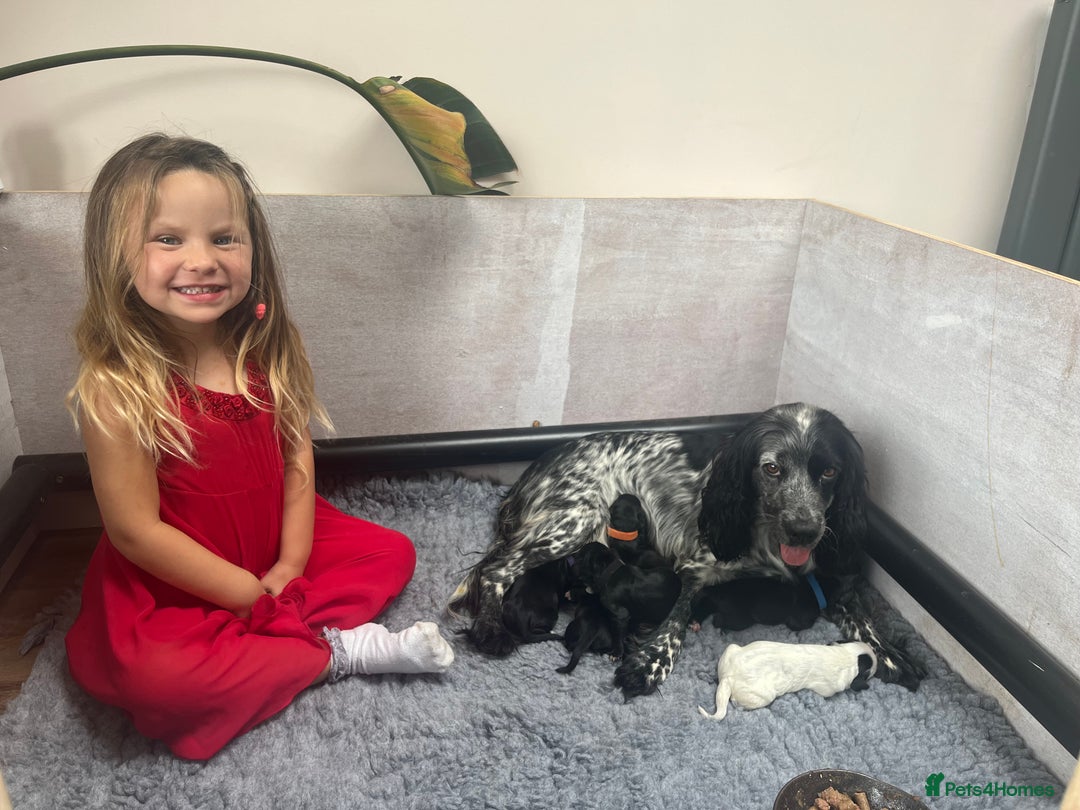 Cocker Spaniel dogs for sale: Beautiful Working Cocker Spaniel Puppies for Sale - Image 5