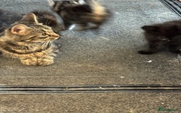 Mixed Breed cats for sale: 6 mixed kittens - Image 11