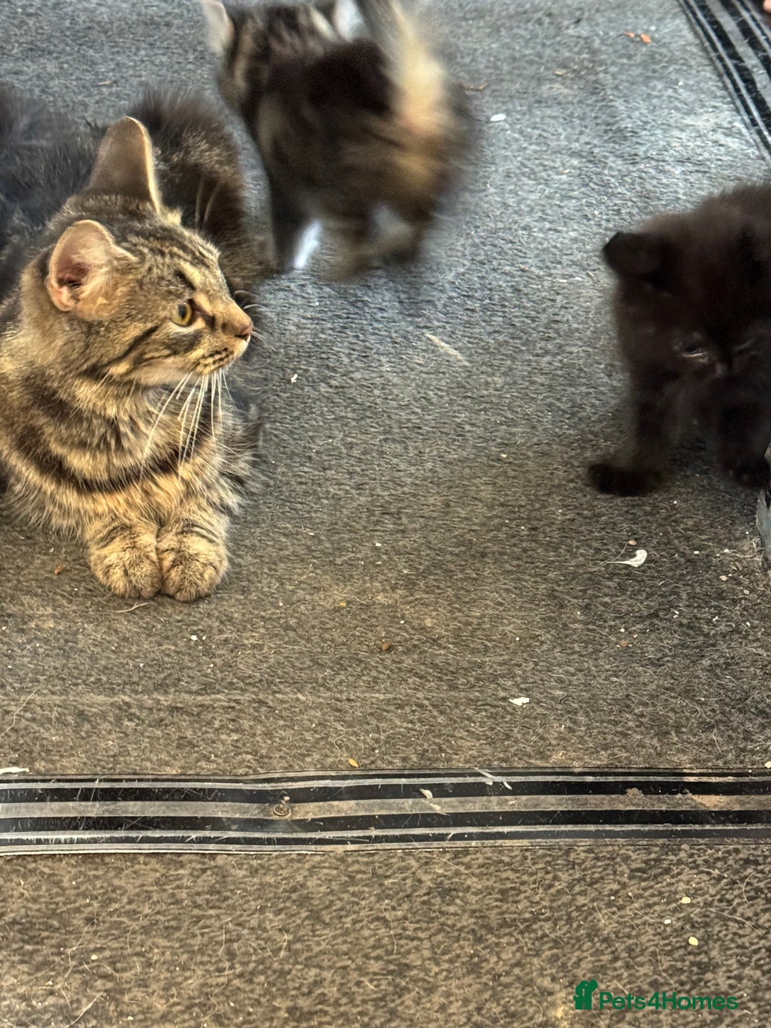 Mixed Breed cats for sale: 6 mixed kittens - Image 11