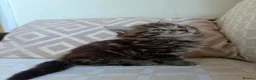 Maine Coon cats for sale: X3 Maine Coon Tabbys  - Advert 11