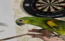 Parrots birds for sale: Blue fronted Amazon with full set up - Image 2