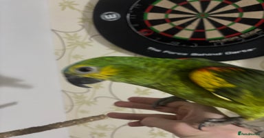 Parrots birds - Advert 1