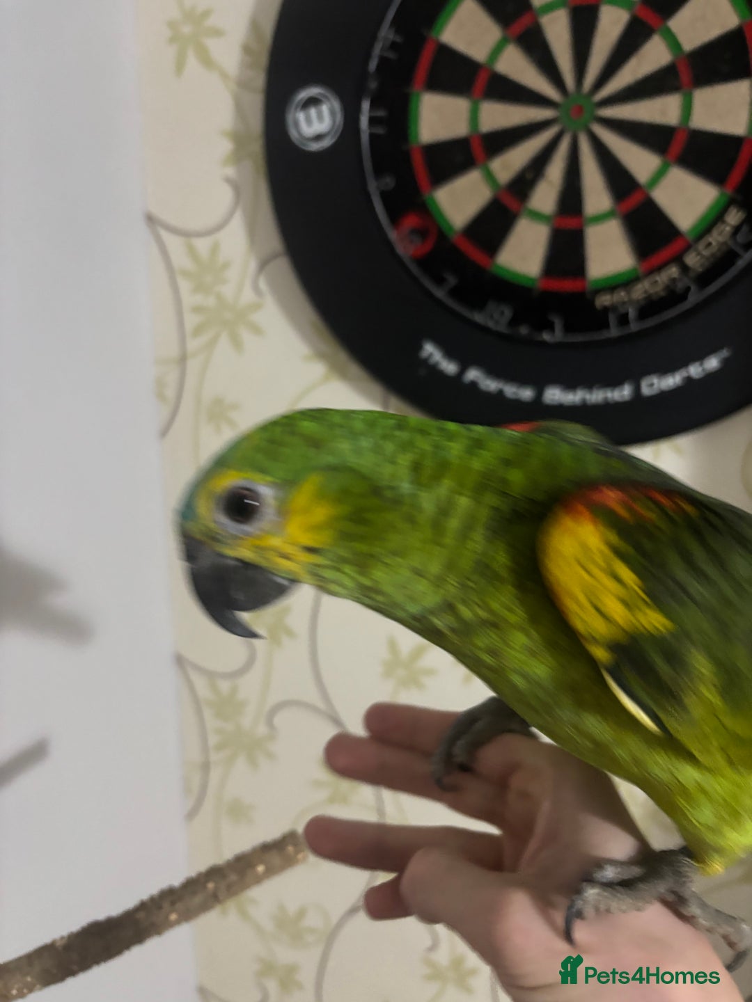 Parrots birds for sale: Blue fronted Amazon with full set up - Image 2