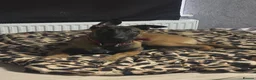 Belgian Shepherd Dog dogs for sale: 4 Month old Belgian Malinois in Telford - Advert 4
