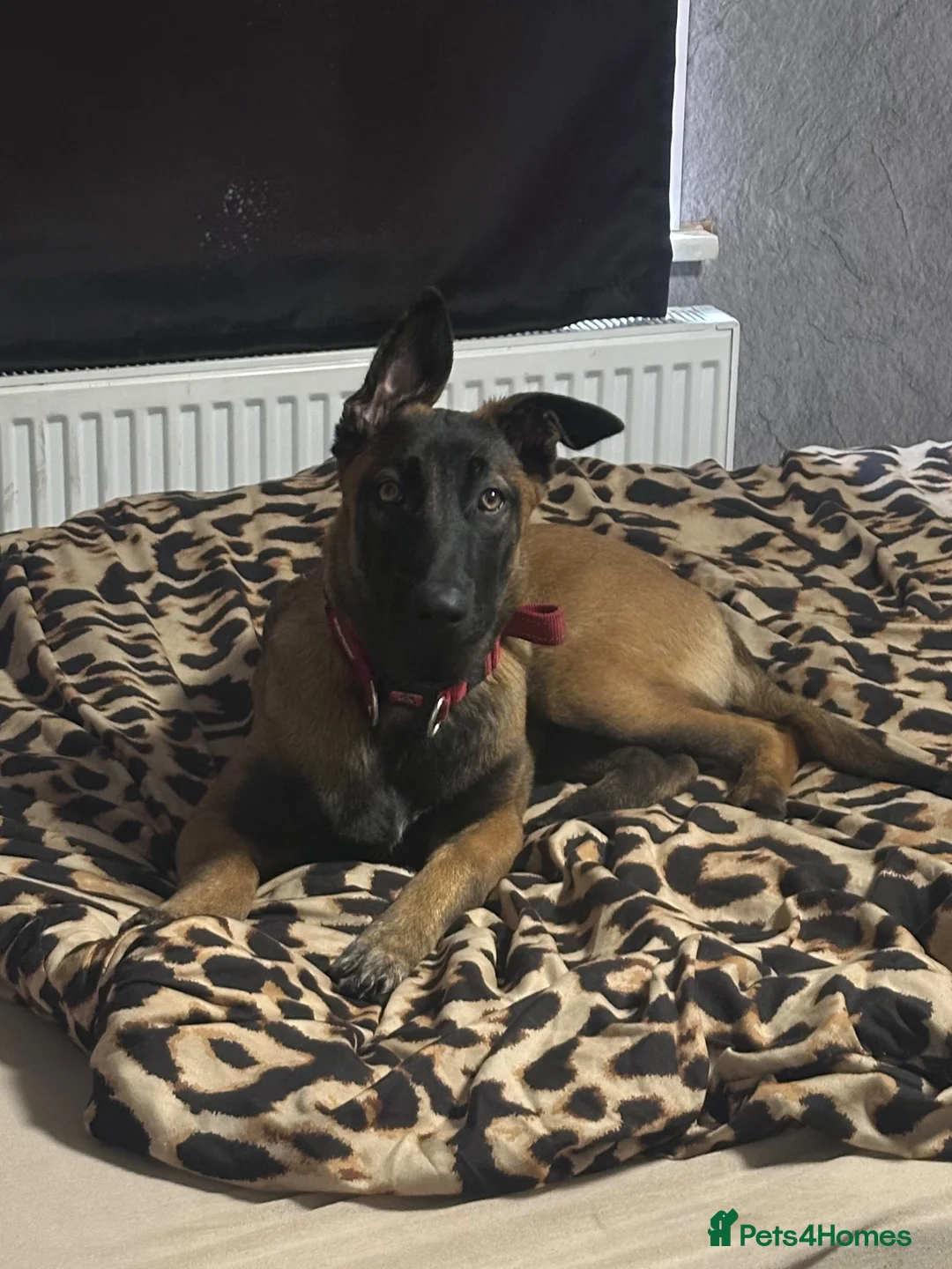 Belgian Shepherd Dog dogs for sale: 4 Month old Belgian Malinois in Telford - Advert 4