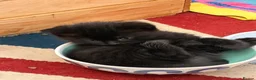 Mixed Breed cats for sale: 6 playful kittens for sale  - Advert 27