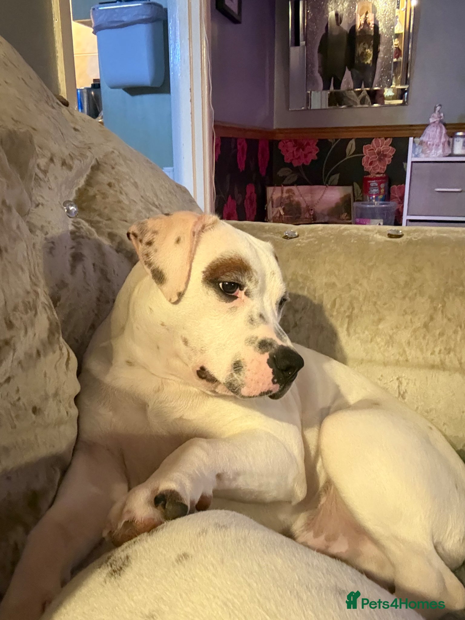 Staffordshire Bull Terrier dogs Only ghost left now, 10 month old staffy  - Advert 8