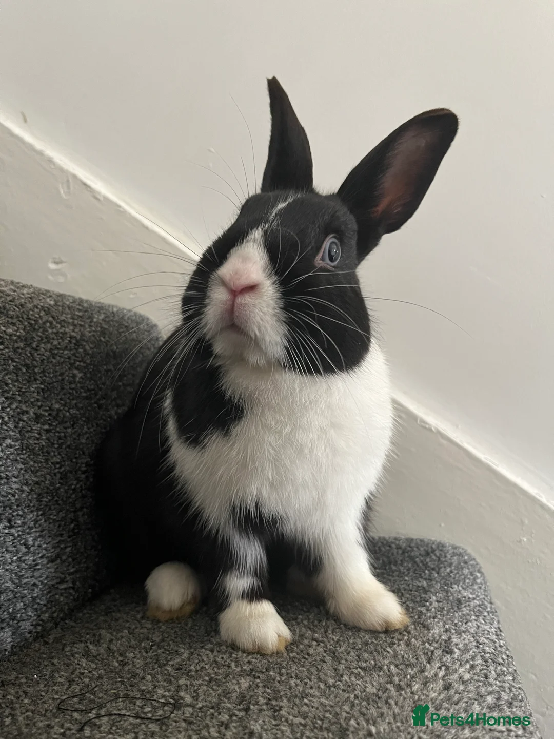 Mixed Breed rabbits for sale: Rabbit bond for sale  - Advert 3