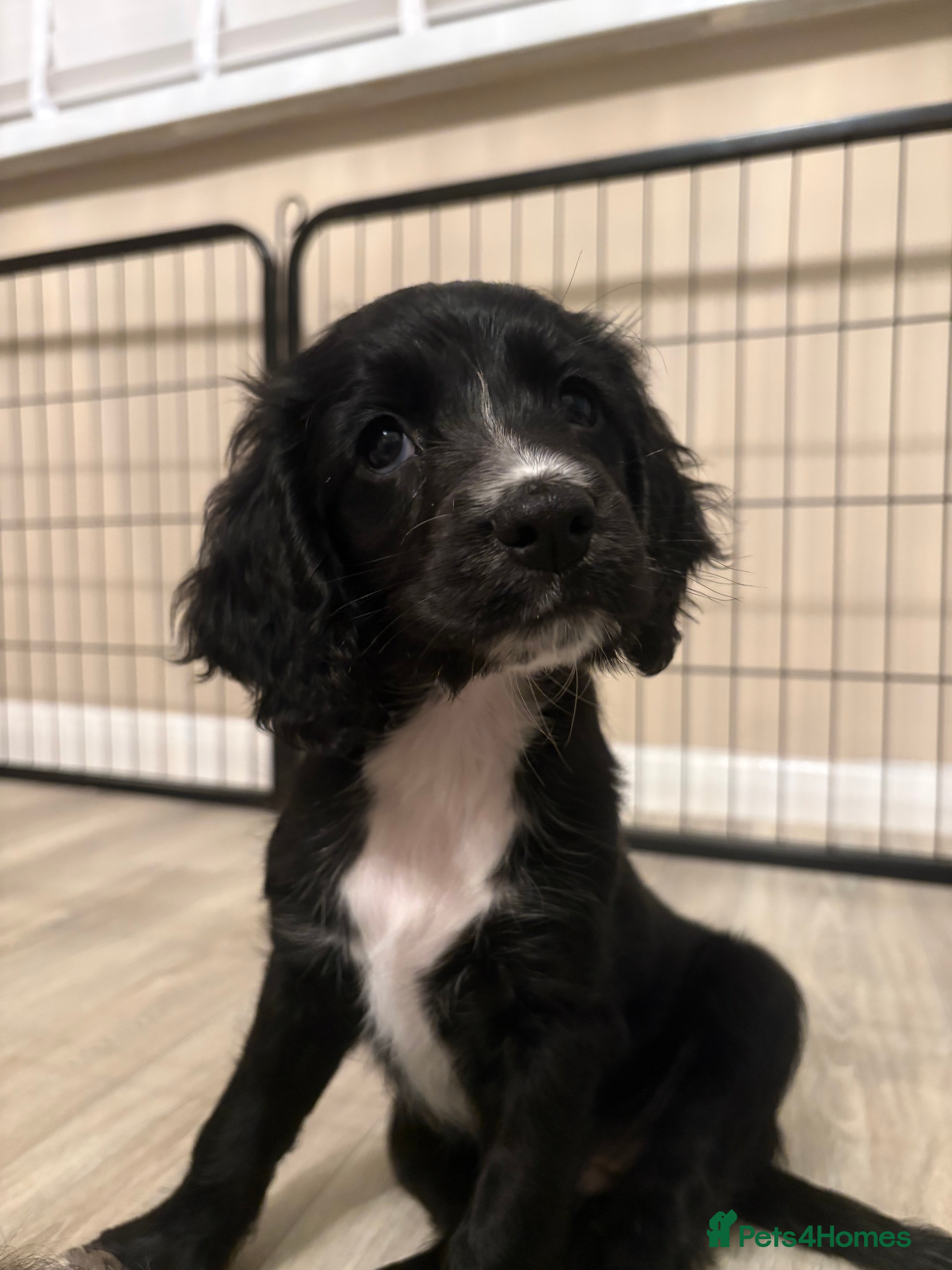 Sprocker dogs ⭐️Beautiful Sprocker Girl ⭐️ - Advert 2