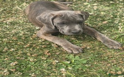 Cane Corso dogs for sale: Cane corso  MALES FULLY VACCINATED  in Dereham - Image 11