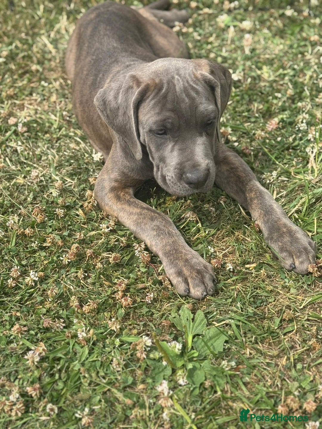 Cane Corso dogs for sale: Cane corso  MALES FULLY VACCINATED  in Dereham - Image 11