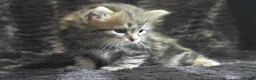 Siberian cats for sale: Pure Siberian kittens  - Advert 4