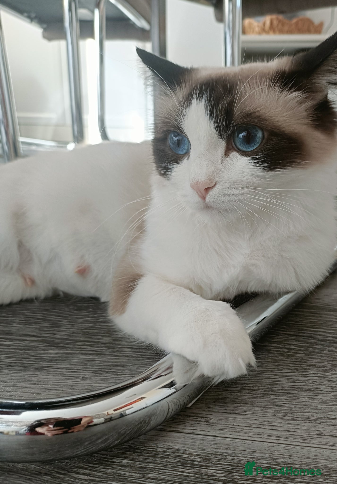 Ragdoll cats for sale: Just one boy left pure ragdoll 🐾 - Advert 7