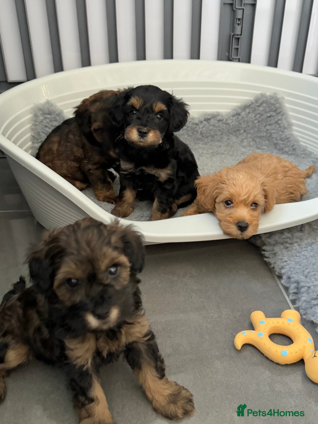 Schnoodle dogs for sale: F1 Puppy schnoodles - Image 13