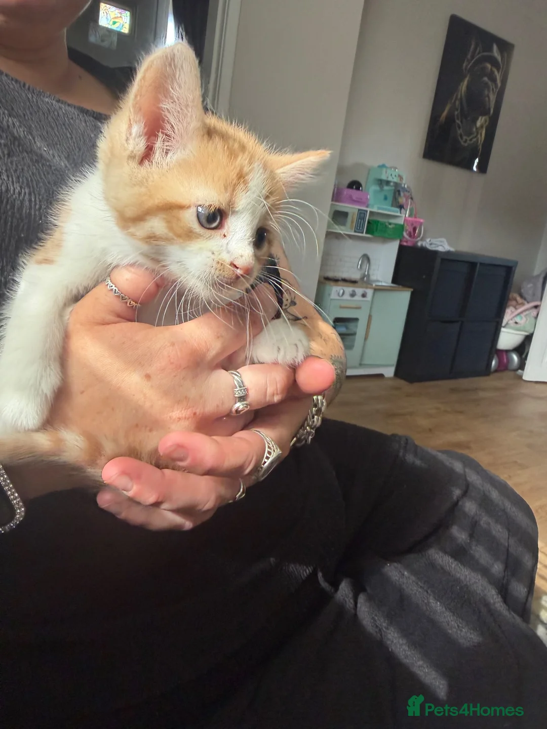 Mixed Breed cats for sale: Three male one female kitten  - Advert 5