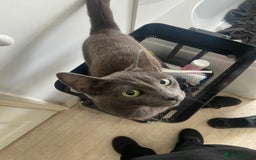 Russian Blue cats for sale: Mixed Russian blue kittens - Image 8