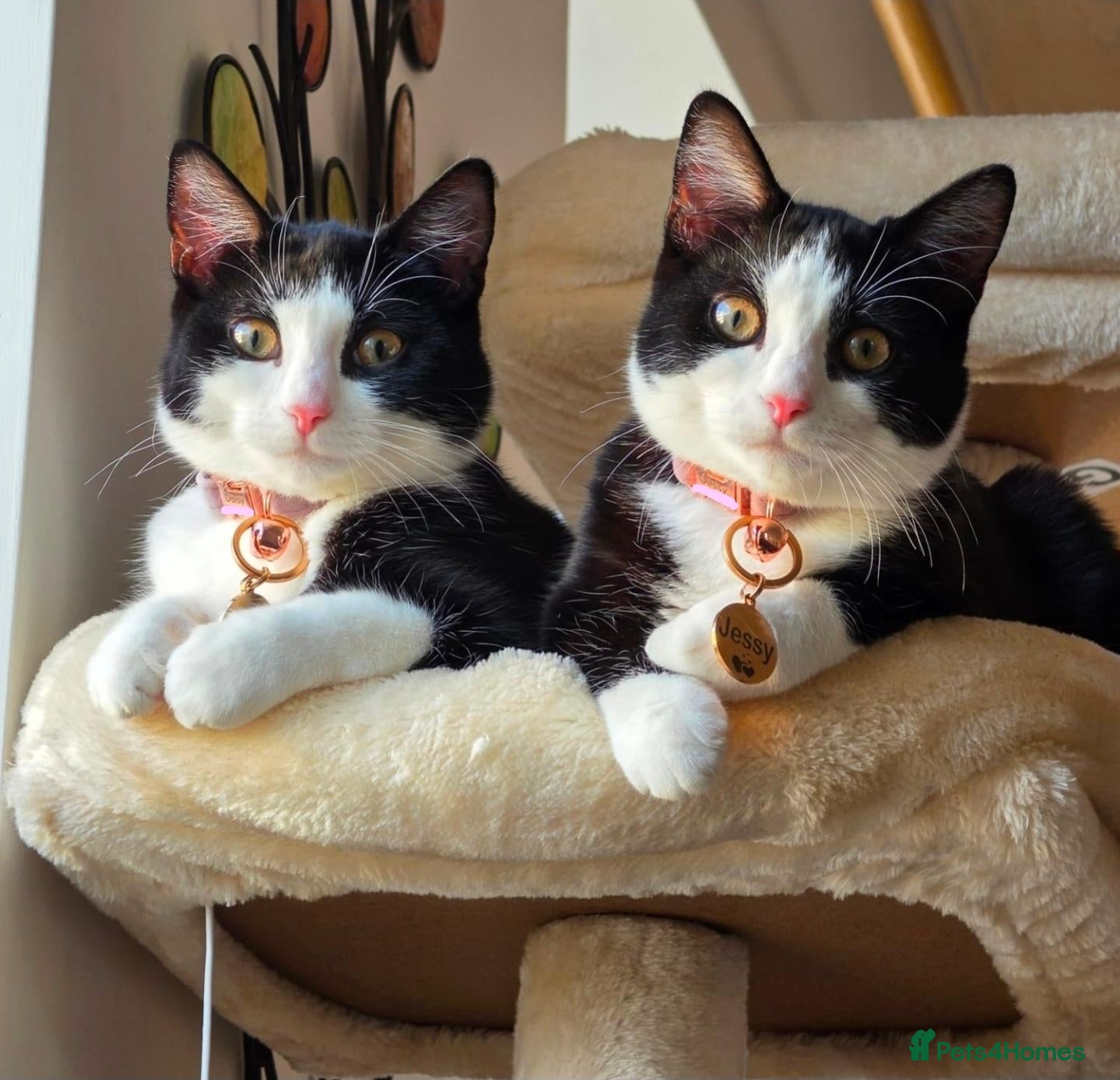 Mixed Breed cats 2 Female Kittens for Sale - Advert 6