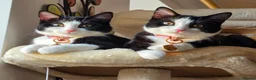 Mixed Breed cats for sale: 2 Female Kittens for Sale - Advert 1