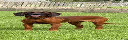 Bavarian Mountain Hound dogs for sale: Bavarian Mountain Hound Dog breed - Advert 2