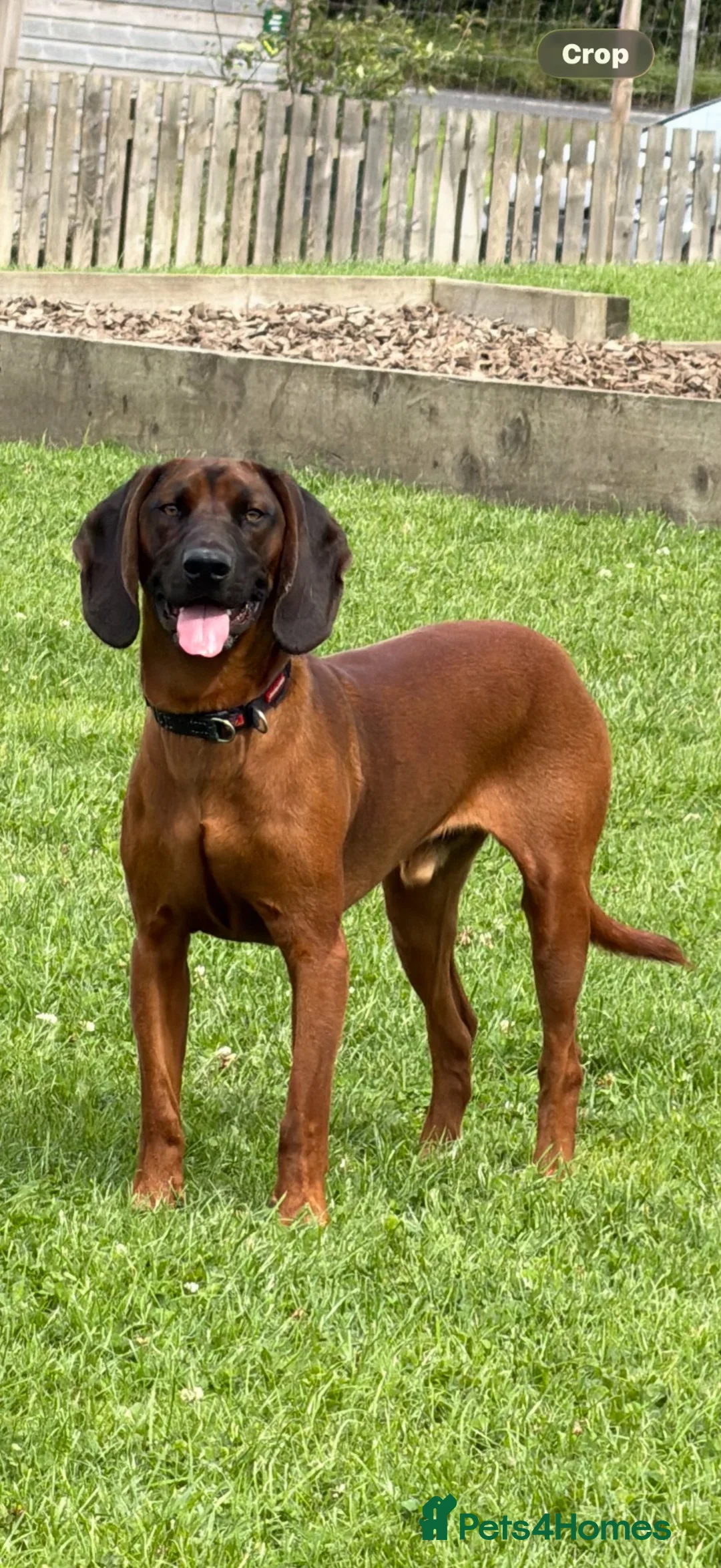 Bavarian Mountain Hound dogs for sale: Bavarian Mountain Hound Dog breed - Advert 2