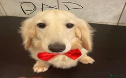 Miniature Dachshund dogs for sale: Quality KC Minature Longhaired Dachshund for sale  - Image 7