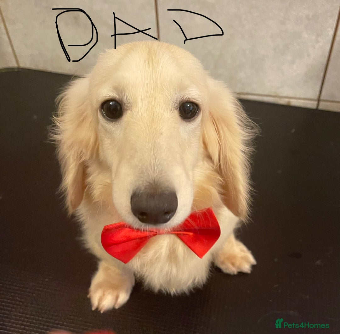 Miniature Dachshund dogs for sale: Quality KC Minature Longhaired Dachshund for sale  - Image 7