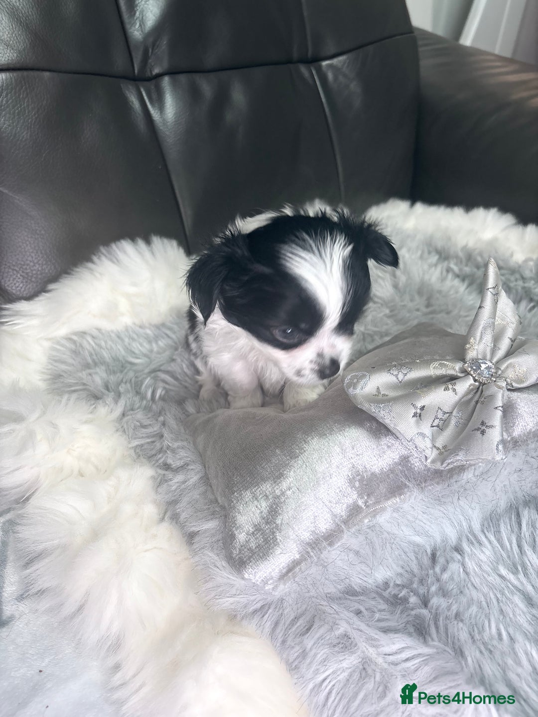 Chihuahua dogs for sale: Stunning tiny Chihuahua puppy’s male female  - Advert 21