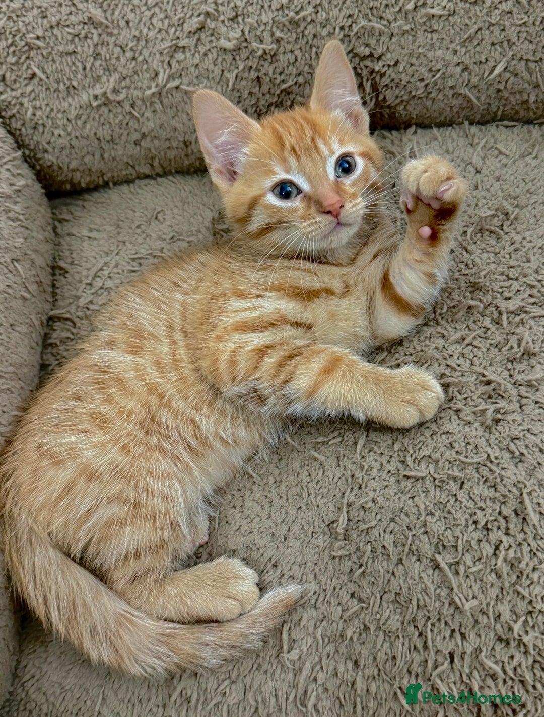 Mixed Breed cats for sale: GORGEOUS X SIBERIAN KITTENS  - Image 9