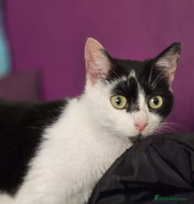 Mixed Breed cats JESS. - Advert 2