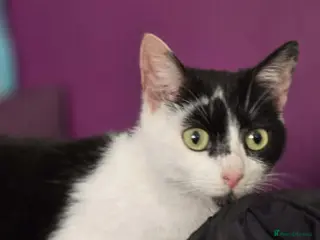 Mixed Breed cats JESS. - Advert 2