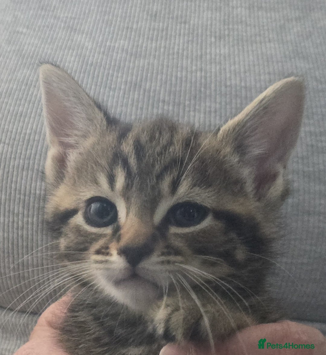 Mixed Breed cats for sale: Kittens  - Image 4