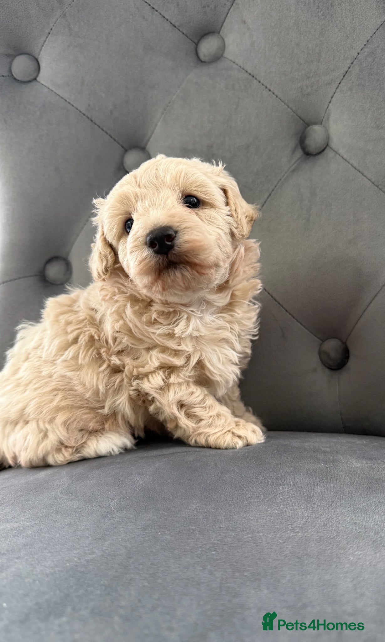 Maltipoo dogs One Gorgeous Teddy Bear puppy  - Advert 1