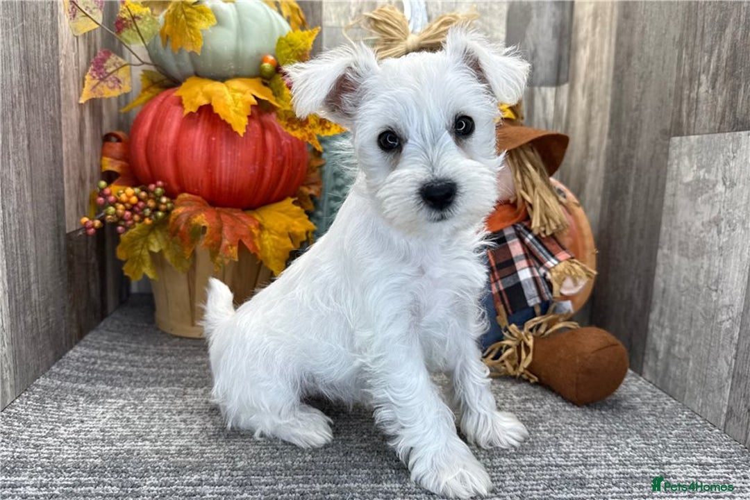 Miniature Schnauzer dogs for sale: Miniature Schnauzer Puppies Available 🐾 - Advert 4