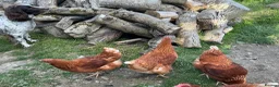 Chickens poultry for sale: Warren Pullets in Bala - Advert 13