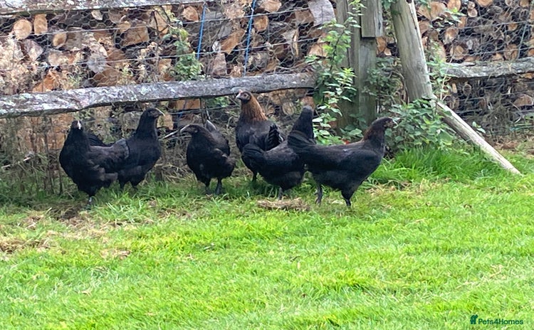 Chickens poultry - Advert 5