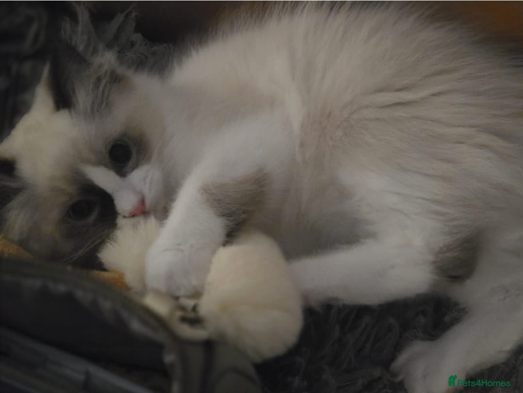 Ragdoll cats Adorable little Ragdolls  - Advert 2
