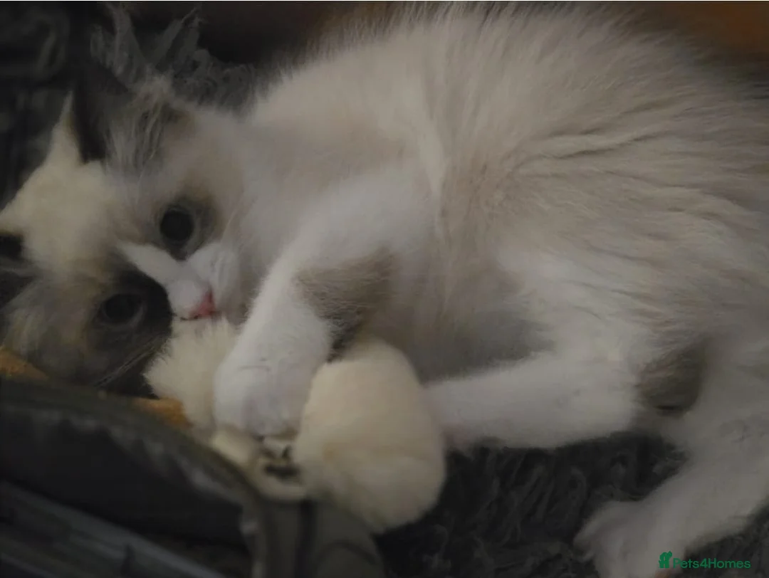 Ragdoll cats for sale: Adorable little Ragdolls  - Advert 2