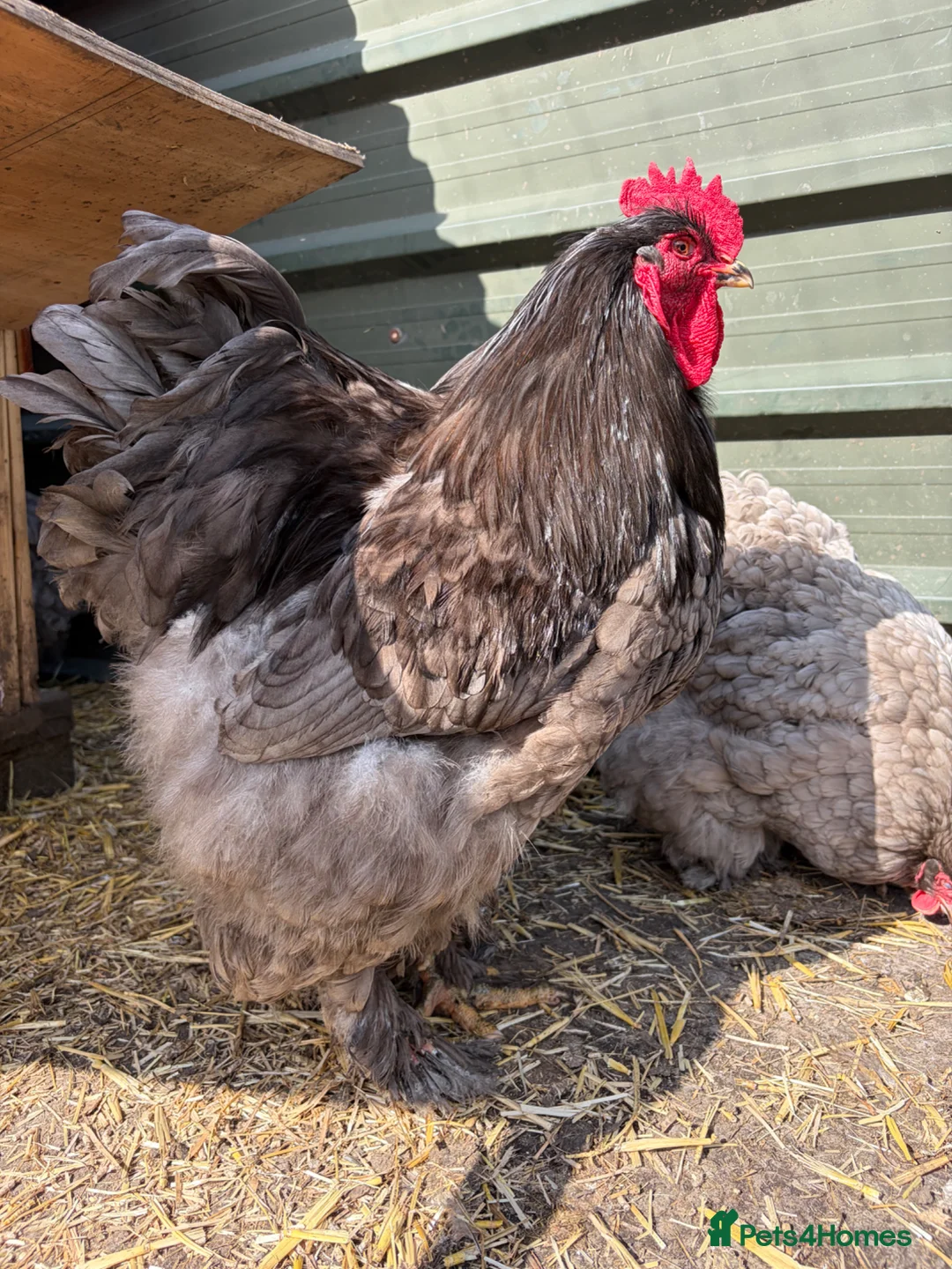 Chickens poultry for sale: Rare Breed - Blue Cochin Cockerel  - Advert 2