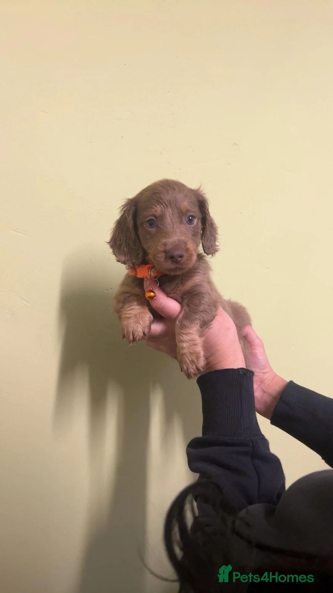 Miniature Dachshund dogs for sale: ‼️ LAST 3 READY TO LEAVE NOW ‼️ - Advert 5