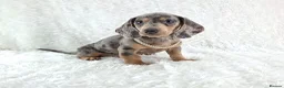 Miniature Dachshund dogs for sale: Stunning Miniature Dachshund Puppies  - Advert 5