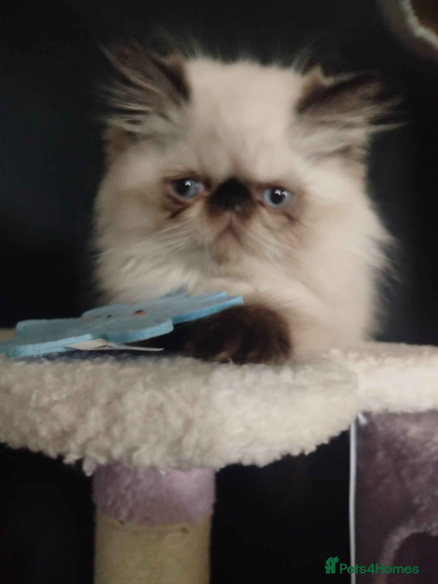 Persian cats Stunning Himalayan exotic boy kitten  - Advert 15