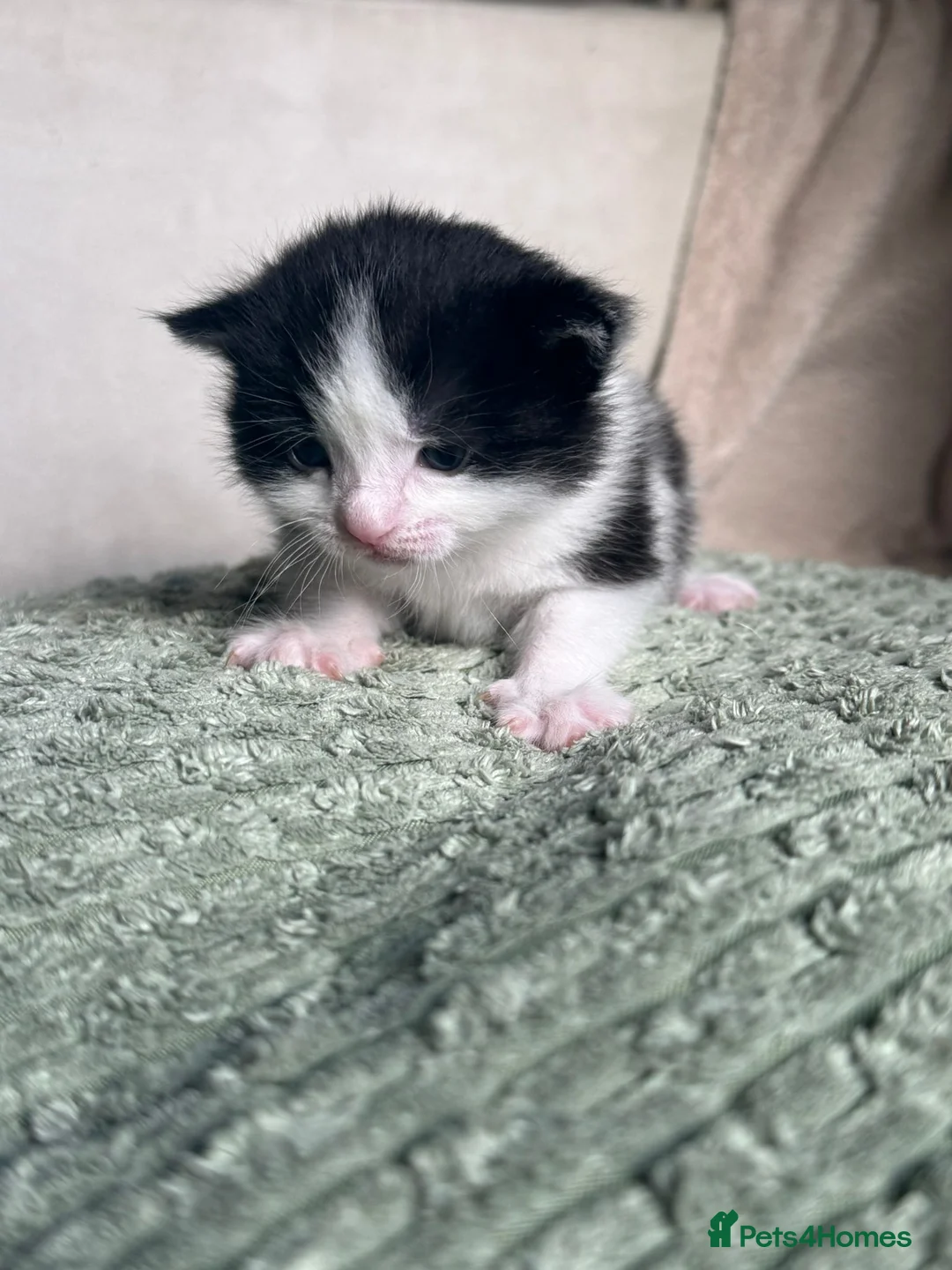 British Longhair cats for sale: 2 fluffy female kittens - Advert 8