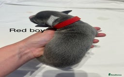 Whippet dogs for sale: Stunning KC whippet puppies  - Image 7