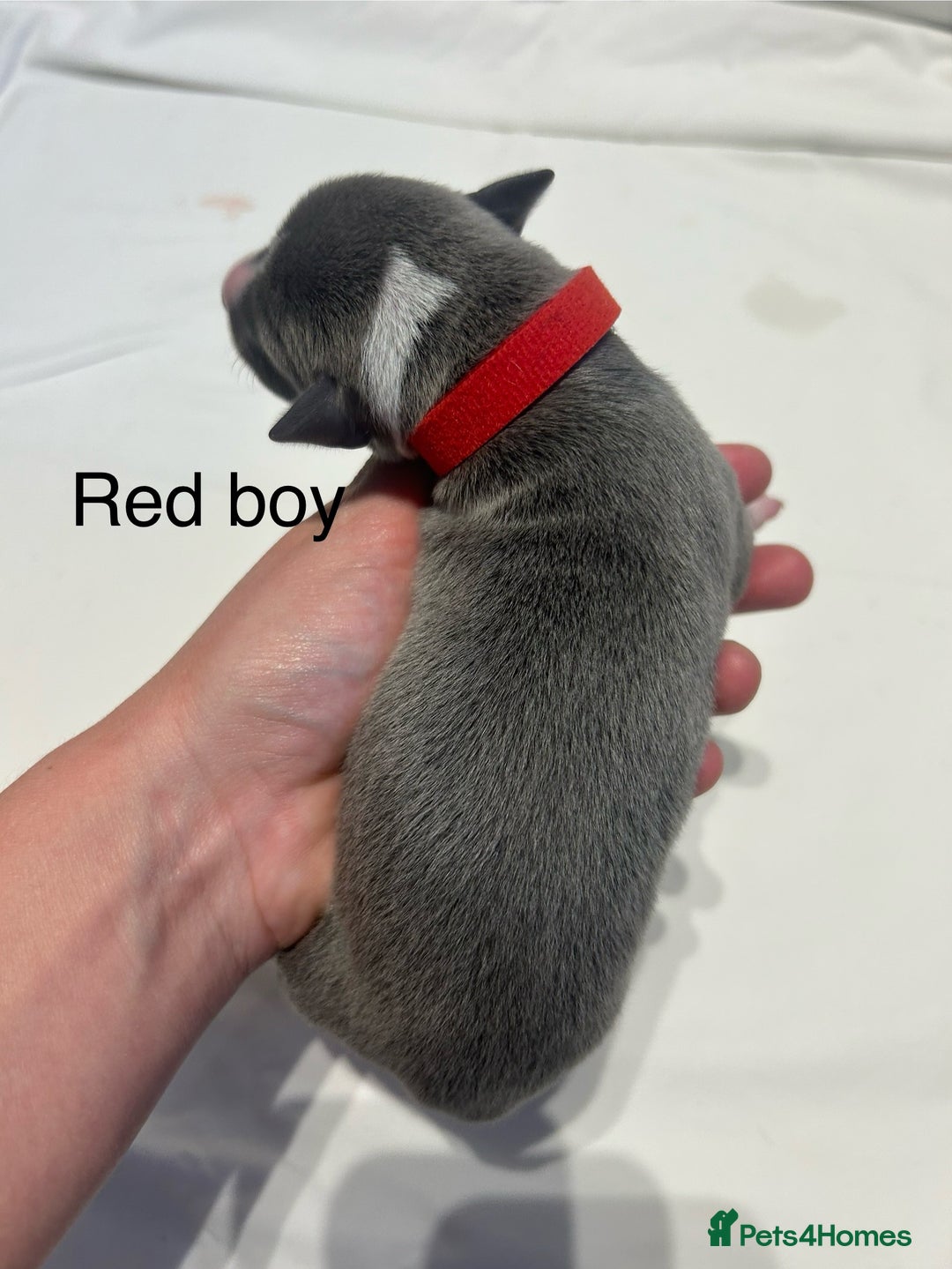 Whippet dogs for sale: Stunning KC whippet puppies  - Image 7