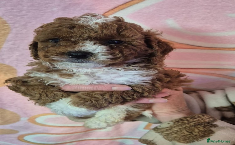 Cockapoo dogs - Advert 4