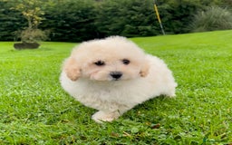 Poochon dogs for sale: F1 female Poochon puppy  - Image 7