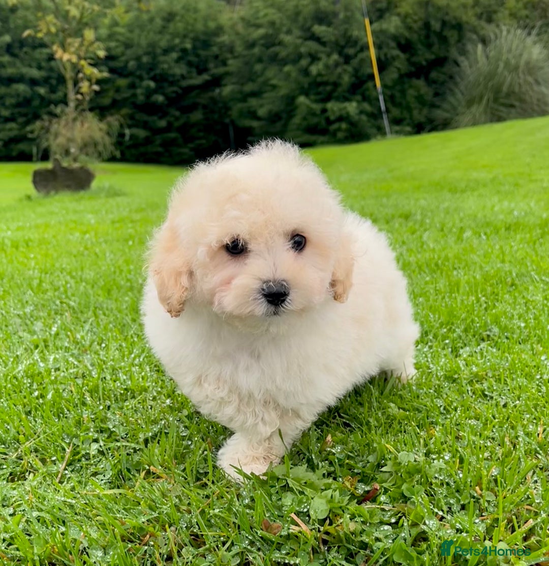 Poochon dogs for sale: F1 female Poochon puppy  - Image 7