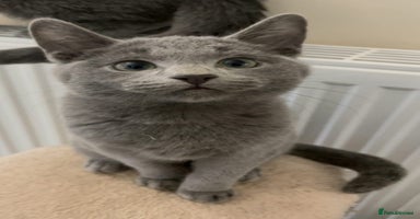 Russian Blue cats - Advert 4